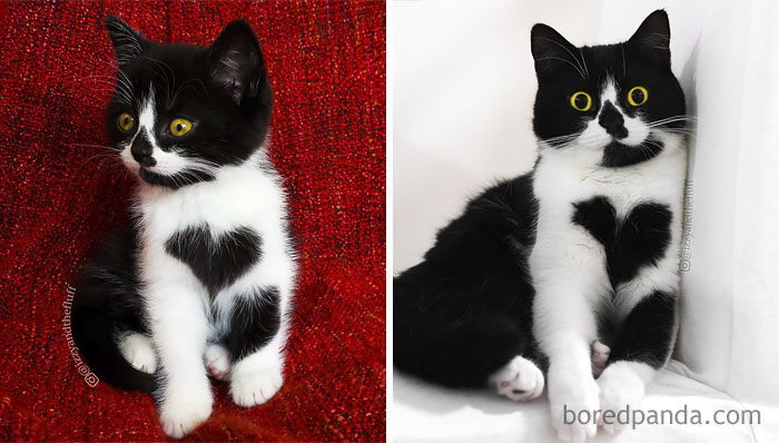 30張會萌垮人的超可愛貓貓「小時候VS.長大」比對圖！貓界顏值爆表的雙胞胎長大了！